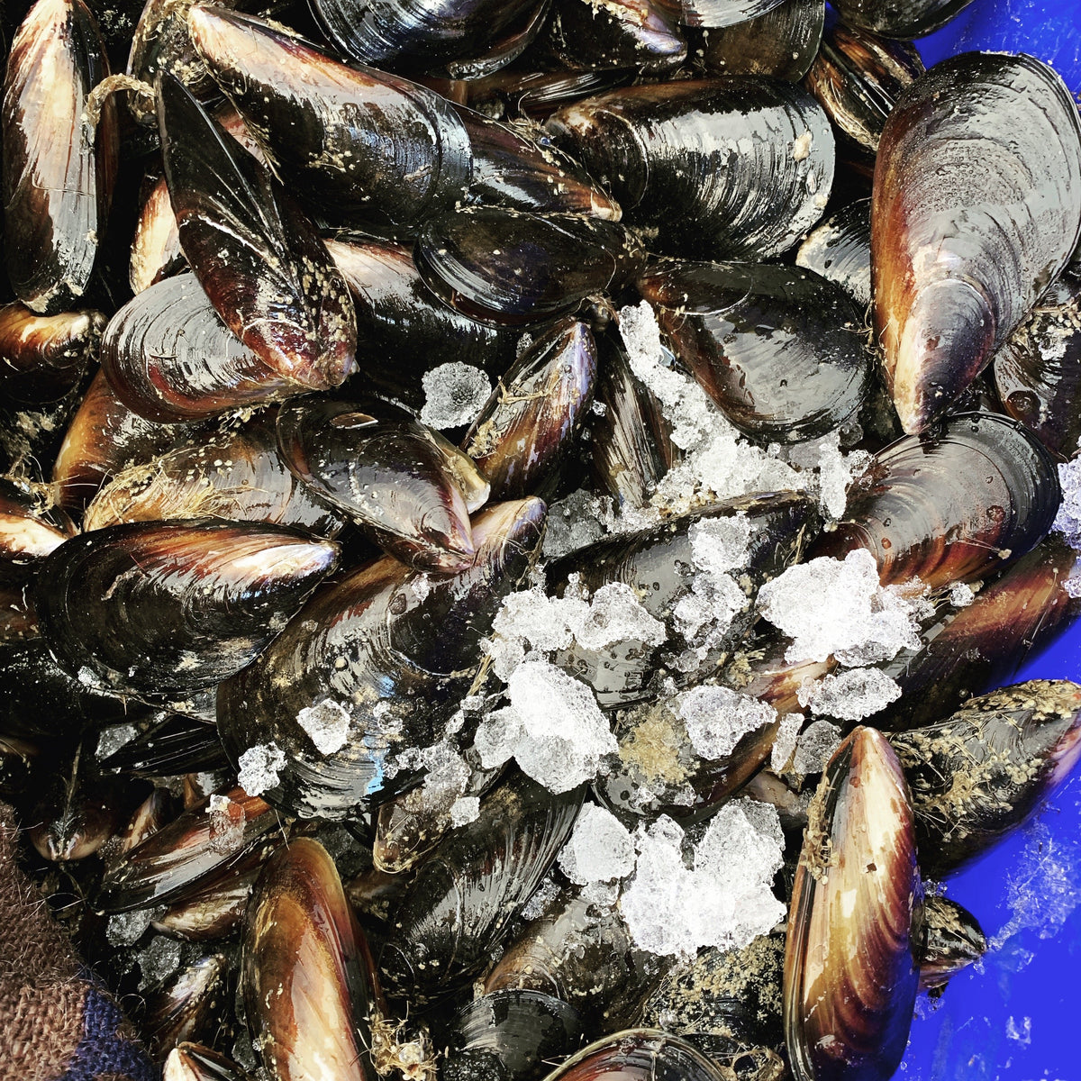 Blue Mussels - Live – Gem Pier Seafood